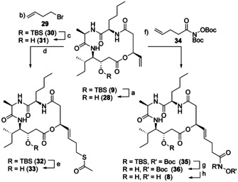 Scheme 7