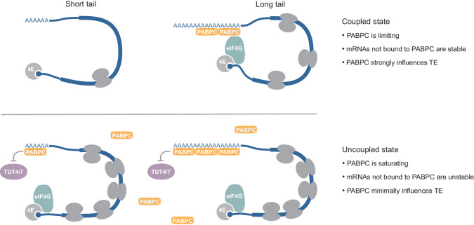 Figure 7.