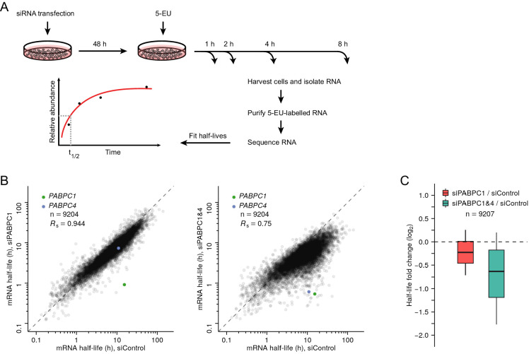 Figure 4—figure supplement 3.