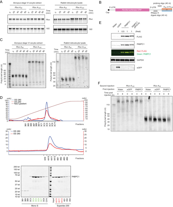 Figure 1—figure supplement 1.