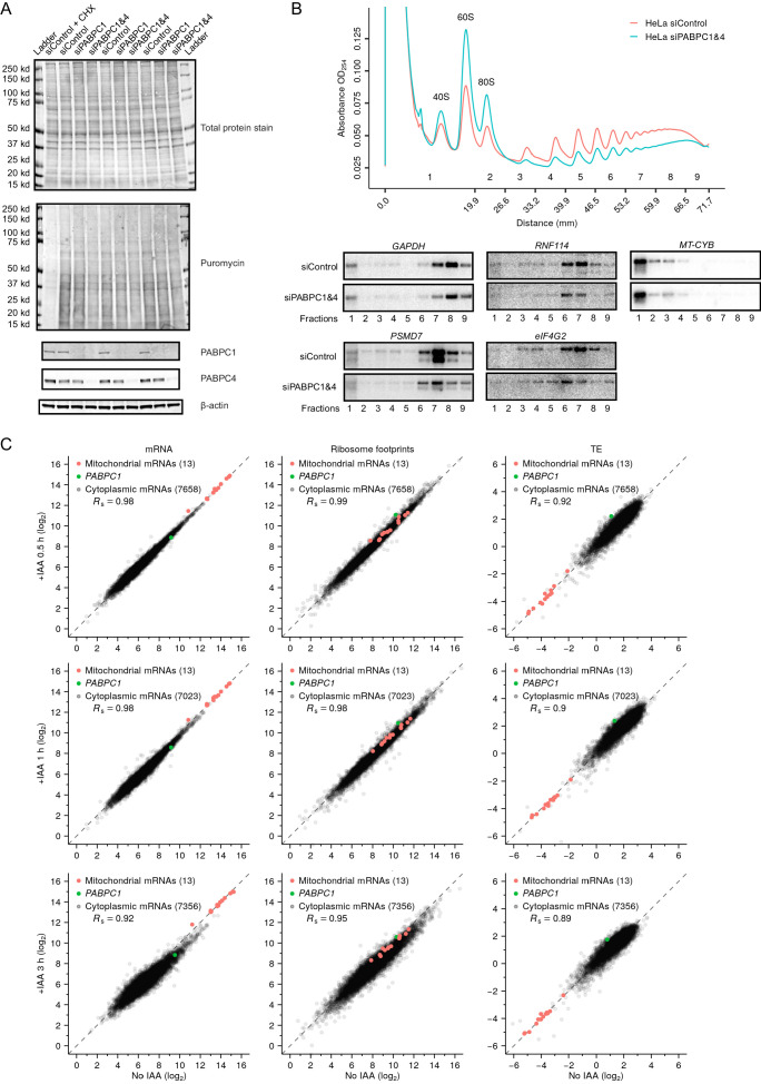 Figure 6—figure supplement 1.