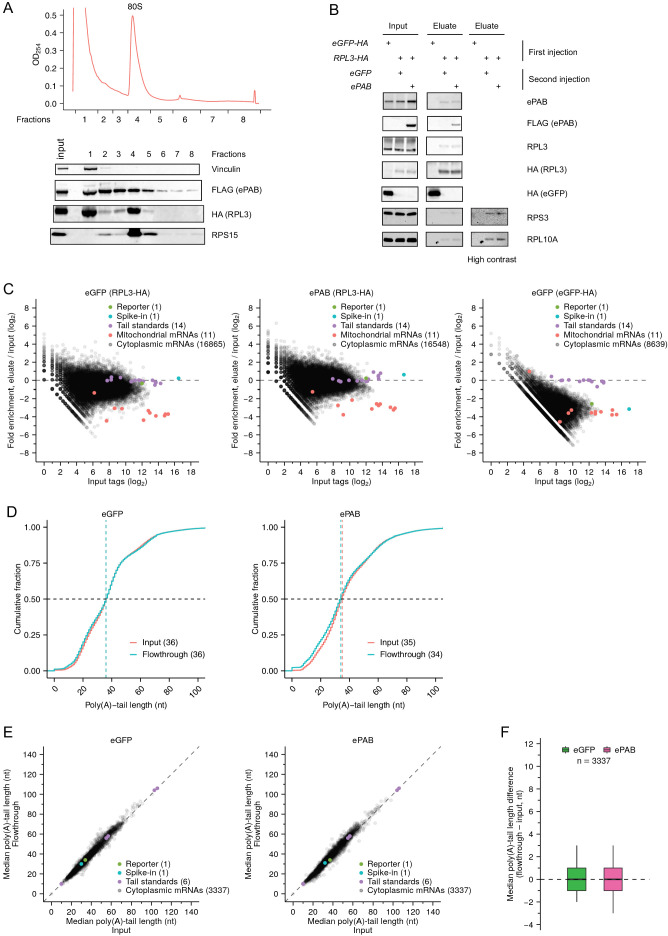 Figure 3—figure supplement 1.