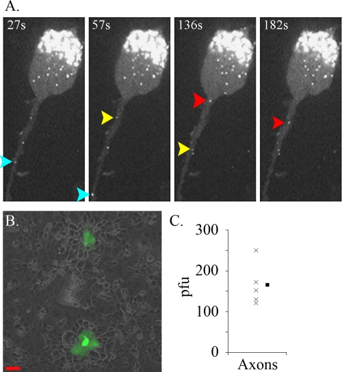 FIG. 2.