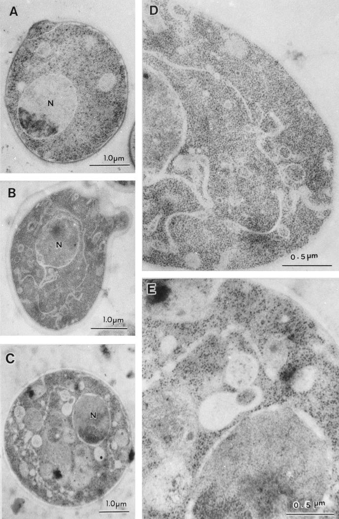 FIG. 5