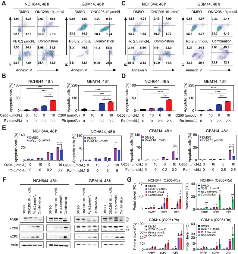 Figure 2. Activation of the ClpP protease along with inhibition of HDAC1/2 activates a cell death with apoptotic features that is partially caspase-dependent. A and B, NCH644 and GBM14 cells were treated with 10 µmol/L ONC206 and 0.2 µmol/L panobinostat and were labeled with Annexin/PI dye for flow cytometry analysis. The quantification of apoptotic cells is shown in B (n = 3). C and D, NCH644 and GBM14 cells were treated with 10 µmol/L ONC206 and 2.5 nmol/L romidepsin and were labeled with Annexin/PI dye for flow cytometry analysis. The quantification of apoptotic cells is shown in D (n = 3). E, NCH644 and GBM14 cells were treated with ONC206 and panobinostat/romidepsin in the presence or absence of 10 µmol/L z-VAD-FMK for 48 hours and were labeled with Annexin/PI dye for flow cytometry analysis. Shown is the quantification of apoptotic cells (n = 3). F and G, NCH644 and GBM14 cells were treated with 10 µmol/L ONC206 and 0.2 µmol/L panobinostat/2.5 nmol/L romidepsin for 48 hours and cell lysates were subjected for standard Western blotting with the indicated antibodies. FL, full length; CF, cleavage fragment. The quantification is shown in G. (n = 3). Statistical significance was assessed ANOVA with Dunnett multiple comparison test. *, The statistic in G was compared between imipridones and combination treatment. #, The statistic in G was compared between Pb/Ro and combination treatment. *, P < 0.05; **, P < 0.01; ***, P < 0.001; #, P < 0.05; ##, P < 0.01; ###, P < 0.001.