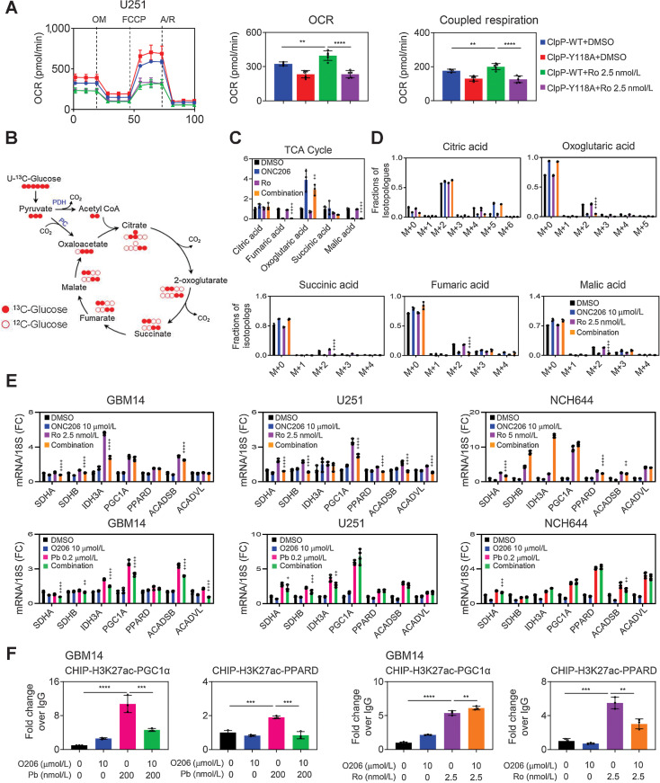 Figure 4. Activation of the ClpP protease along with inhibition of HDAC1/2 affects GBM energy metabolism. A, Stable ClpP-wild type or ClpP-Y118A U251 cells were treated with 2.5 nmol/L romidepsin for 72 hours and analyzed for OCR by a mito stress assay on a Seahorse XFe24 device. OM, Oligomycin; F, FCCP, R/A: Rotenone/Antimycin. The graph (right) shows the OCR and coupled respiration level (n = 4–5). B, The graphical presents one turn of the TCA cycle. Glucose is metabolized to pyruvic acid (m+3; three carbons labeled). When glucose is oxidized in the TCA cycle, citric acid (m+2) is produced (two carbons are labeled). When glucose is used for anaplerosis, citric acid (m+3) is produced (three carbons are labeled). C and D, GBM14 cells were incubated in DMEM (devoid of phenol red, pyruvate and glutamine) supplemented with 25 mmol/L U-13C-glucose, 4 mmol/L glutamine, and 1.5% dialyzed FBS in the presence of 10 µmol/L ONC206, 2.5 nmol/L romidepsin or the combination for 24 hours. Shown are the total metabolites in the TCA cycle in C and the fractions of isotopologs in D (n = 3). E, Real-time PCR analysis of GBM14, U251, and NCH644 cells treated with 10 µmol/L ONC206, 2.5 nmol/L romidepsin/0.2 µmol/L panobinostat or the combination for 24 hours. 18S is used as an internal control. Shown are means and SD (n = 4). F, CHIP-qPCR with anti-H3K27ac antibody of two different promoter regions (PGC1α and PPARD) in GBM14 treated with ONC206, 0.2 µmol/L panobinostat/2.5 nmol/L romidepsin, or the combination for 24 hours (n = 3). Statistical significance was assessed ANOVA with Dunnett multiple comparison test. **, P < 0.01; ***/****, P < 0.001. +, The statistic in (D and E) was compared between Pb/Ro and combination treatment.