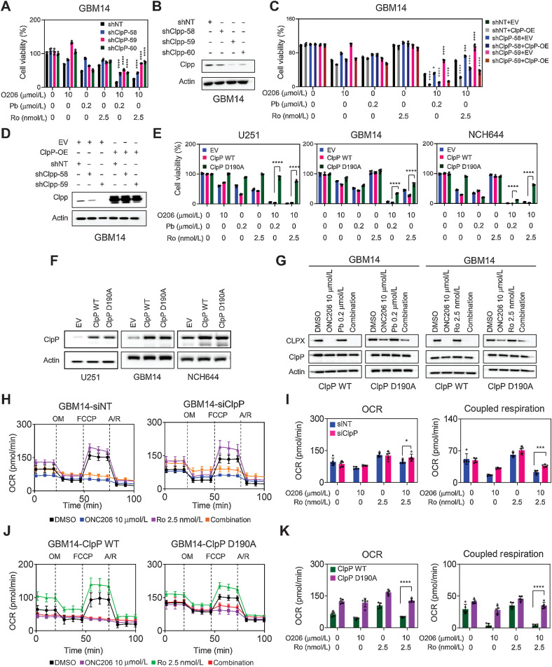 Figure 5. The combination treatment of imipridones along with HDAC inhibitors is highly dependent on mitochondrial ClpP. A, GBM14 cells were transduced with three different shRNA against CLPP, were treated with 10 µmol/L ONC206 and 0.2 µmol/L panobinostat/2.5 nmol/L romidepsin for 72 hours and cellular viability analysis was performed (n = 4). B, Standard Western blots of GBM14 transduced with three different shRNA against ClpP. Actin is used as a loading control. C, Stable shCLPP GBM14 cells were transduced with empty vector (EV) or an adenovirus carrying CLPP cDNA for 24 hours (CLPP-OE), were treated with 10 µmol/L ONC206 and 0.2 µmol/L panobinostat/2.5 nmol/L romidepsin for 72 hours and cellular viability analysis was performed (n = 4). Statistical significance was assessed ANOVA with Dunnett multiple comparison test in A and C. *, The statistical analysis was performed between shNT and shClpP. + the statistical analysis was performed between empty vector (EV) and ClpP-OE. D, Standard Western blots of stable shCLPP GBM14 cells were transduced with empty vector (EV) or adenovirus (CLPP-OE) for 24 hours. E, U251, GBM14, and NCH644 cells were transduced with empty vector (EV), ClpP wild-type or ClpP D190A lentiviral particles and were treated with 10 µmol/L ONC206, 0.2 µmol/L panobinostat/2.5 nmol/L romidepsin or the combination for 72 hours and cellular viability analysis was performed (n = 4). F, Standard Western blot of U251, GBM14, and NCH644 cells transduced with empty vector (EV), ClpP wild-type or ClpP D190A lentiviral particles. G, Standard Western blot of GBM14 cells transduced with ClpP wild-type or ClpP D190A lentiviral particles and were treated with 10 µmol/L ONC206, 0.2 µmol/L panobinostat/2.5 nmol/L romidepsin or the combination for 24 hours. H and I, GBM14 cells were transfected with siRNA against CLPP, treated with 10 µmol/L ONC206, 2.5 nmol/L romidepsin or the combination of both for 24 hours and analyzed for OCR by a mito stress assay on a Seahorse XFe24 device. OM, Oligomycin; F, FCCP; R/A, Rotenone/Antimycin. The graph in I shows the OCR and coupled respiration level (n = 4–5). J and K, Stably transduced cells expressing ClpP-wild type or ClpP D190A treated with 10 µmol/L ONC206, 2.5 nmol/L romidepsin or the combination of both for 24 hours were analyzed for OCR by mito stress assay on a Seahorse XFe24 device. The graph in K show the OCR and coupled respiration level (n = 5). Statistical significance was assessed by two-tailed Student t test in E, I, K. *, P < 0.05; ***/****, P < 0.001.