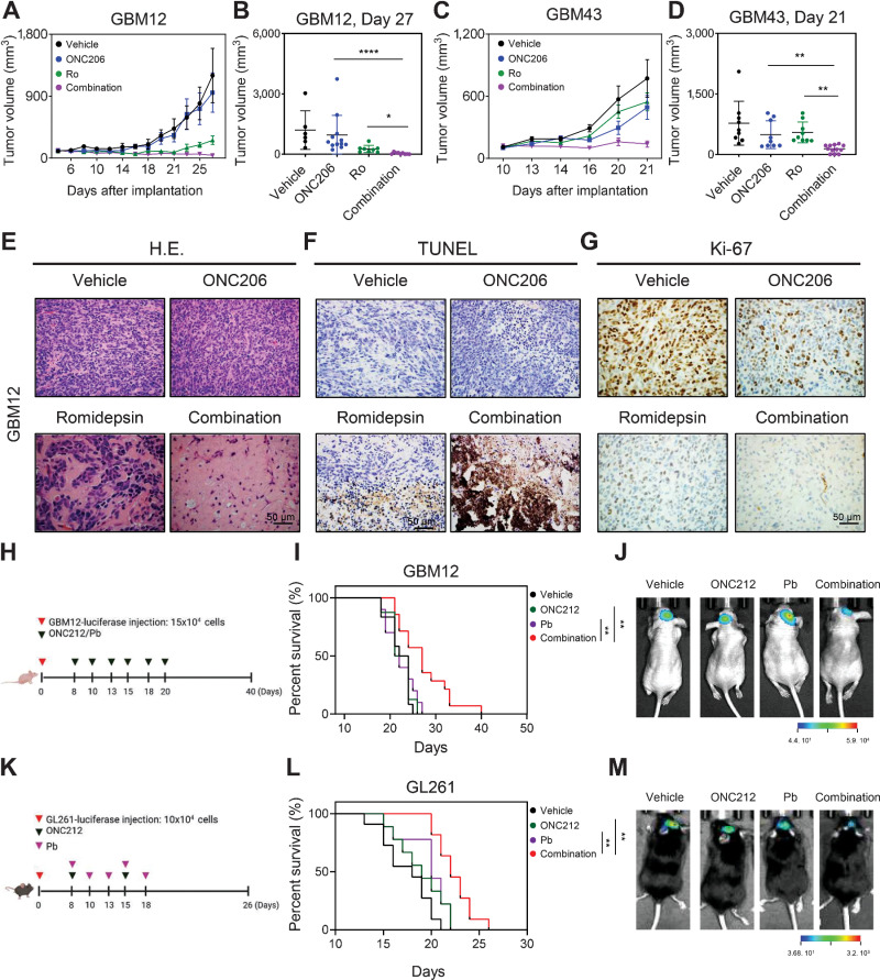 Figure 6. Combined treatment with imipridones and HDAC inhibitors elicits enhanced antiglioma activity in PDX models. A–D, GBM12 and GBM43 cells were implanted into the subcutis of immunocompromised Nu/Nu mice and were treated with vehicle, ONC206 (50 mg/kg), romidepsin (0.5 mg/kg), or combination treatment of both three times per week after tumors were established. The tumor volumes over time are shown in A and C and the tumor volumes on the last day of the experiment are shown in B and D. E–G, Tumors from the experiment in A were fixed and stained with H&E, TUNEL, or Ki-67. H–J, Survival analysis of immunocompromised Nu/Nu mice implanted with GBM12-luc cells 15 × 104 cells and administered with vehicle, ONC212 (50 mg/kg), panobinostat (5 mg/kg), or combination treatment of both two times per week after eight days post intracranial. The log-rank test was used to assess statistical significance (vehicle n = 12, ONC212 n = 8, Pb n = 10, and combination n = 14). The representative IVIS image from each group after 22 days of implantation was shown in J. K–M, Survival analysis of C57BL/6NTac mice implanted with GL261-luc cells 10×104 cells and administered with vehicle, ONC212 (50 mg/kg), panobinostat (5 mg/kg), or combination treatment of both two times per week for panobinostat and one time per week for ONC212 after eight days post intracranial. The log-rank test was used to assess statistical significance (vehicle n = 11, ONC212 n = 9, Pb n = 9, and combination n = 11). The representative IVIS image from each group after 17 days of implantation was shown in M. Scale bar, 50 µm. Statistical significance was assessed ANOVA with Dunnett multiple comparison test.