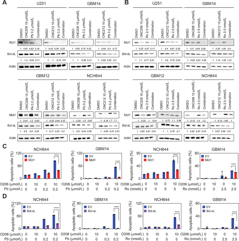 Figure 3. Activation of the ClpP protease along with inhibition of HDAC1/2 regulates the expression of antiapoptotic Bcl-2 family members. A and B, Standard Western blots of the antiapoptotic Bcl-2 family members (Mcl-1, Bcl-xL) in U251, GBM14, GBM12, and NCH644 cells treated with 10 µmol/L ONC206/ONC12 and 0.2 µmol/L panobinostat/2.5 nmol/L romidepsin for 24 hours. C, NCH644 and GBM14 cells were transduced with empty vector (EV) or Mcl1 adenovirus for 24 hours, treated with 10 µmol/L ONC206 and 0.2 µmol/L panobinostat/2.5 nmol/L romidepsin for 48 hours, and were labeled with Annexin/PI dye for flow cytometry analysis. Shown is the quantification of apoptotic cells (n = 3). D, NCH644 and GBM14 cells were transduced with empty vector (EV) or Bcl-xL adenovirus for 24 hours, treated with 10 µmol/L ONC206 and 0.2 µmol/L panobinostat/2.5 nmol/L romidepsin for 48 hours, and were labeled with Annexin/PI dye for flow cytometry analysis. Shown is the quantification of apoptotic cells (n = 3). Statistical significance was assessed by two-tailed Student t test. ****, P < 0.001.