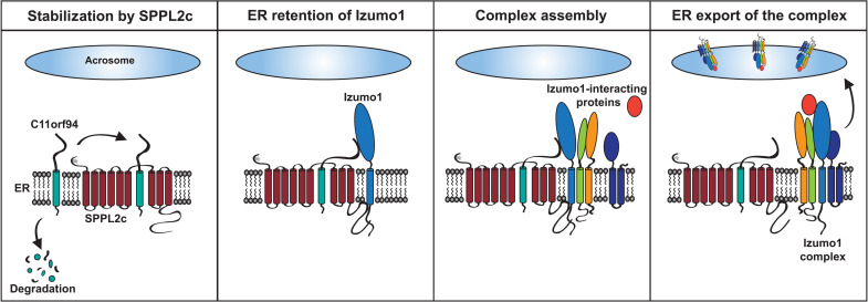 Fig. 7.