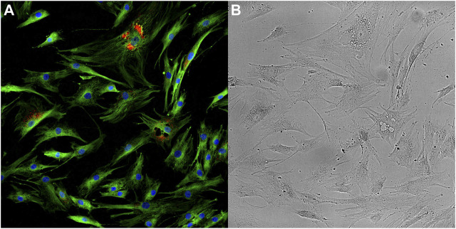 FIGURE 1