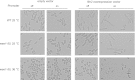 Fig 7