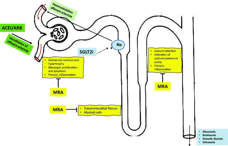 Cardiorenal Benefits Of Finerenone Protecting Kidney And Heart PMC cardiorenal-benefits-of-finerenone-protecting-kidney-and-heart-pmc
