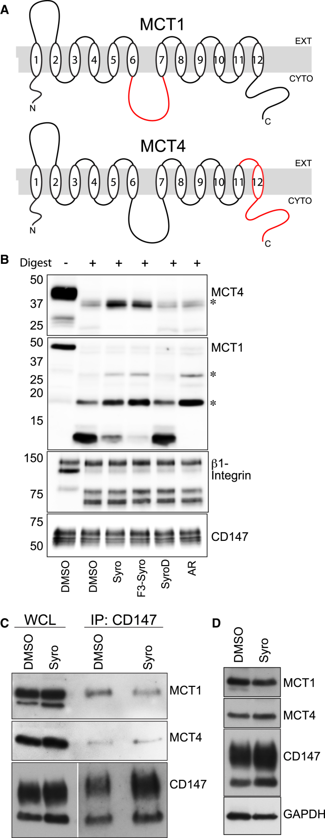 Figure 4