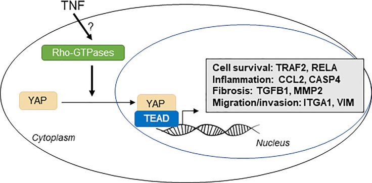 Graphical Abstract