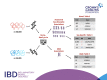 Graphical Abstract