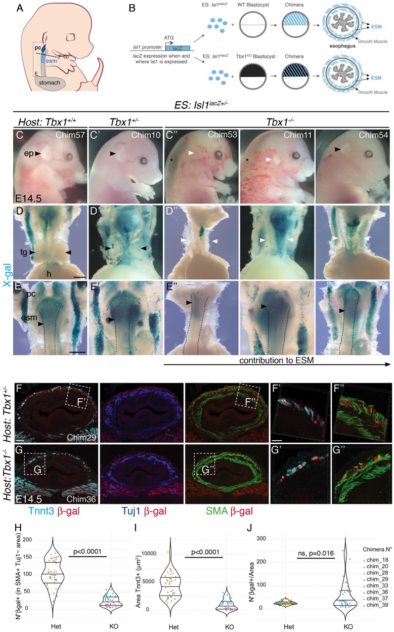 Figure 1—figure supplement 1.