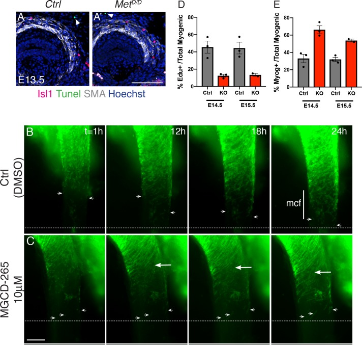 Figure 4—figure supplement 1.