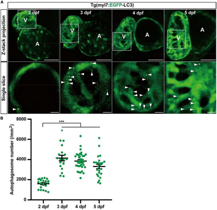 FIGURE 3