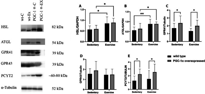 Fig. 4