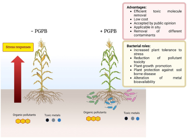 graphic file with name microbiol-10-02-021-g005.jpg
