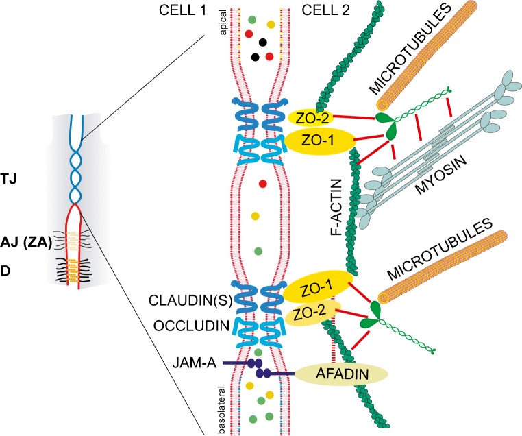 Fig. 1