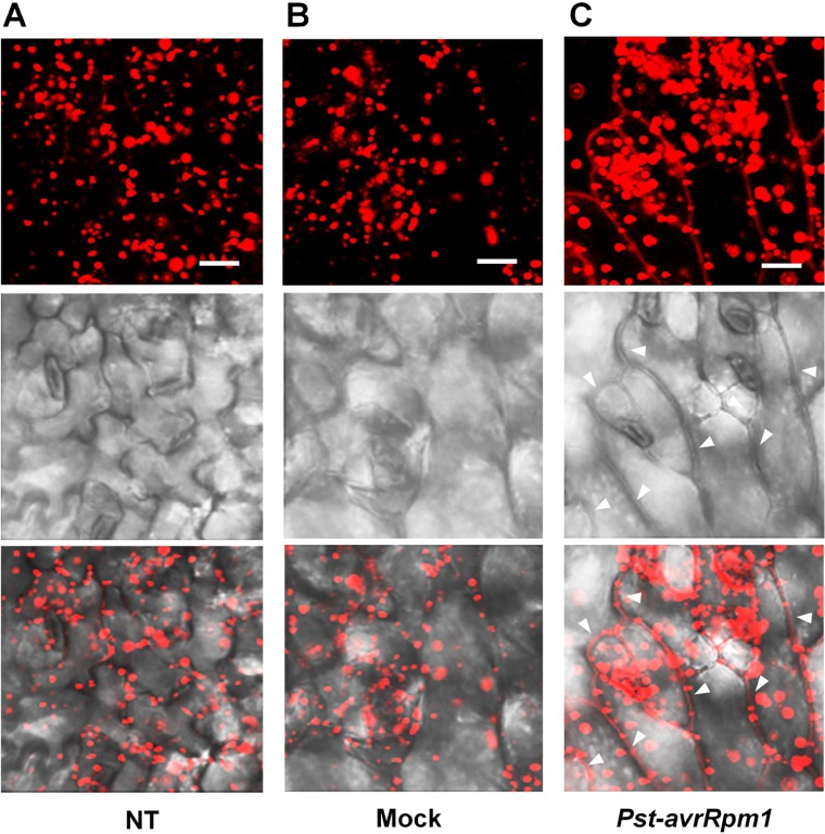 FIGURE 4