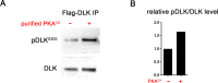 Figure 3—figure supplement 1.