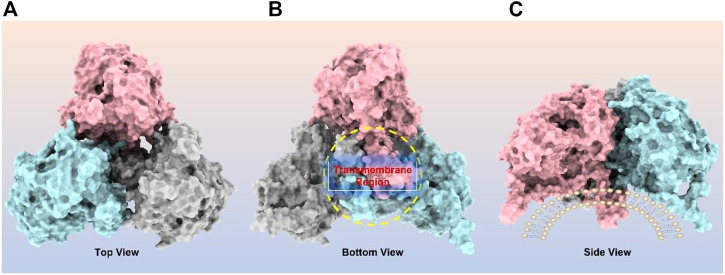 FIGURE 4