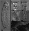 Fig. 12