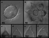 Fig. 14