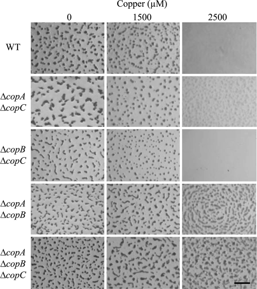 FIG. 7.