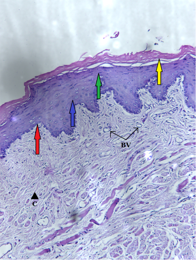 Fig. 4
