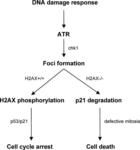 FIG. 9.