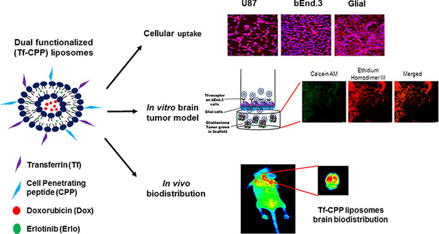 graphic file with name nihms-1544441-f0001.jpg