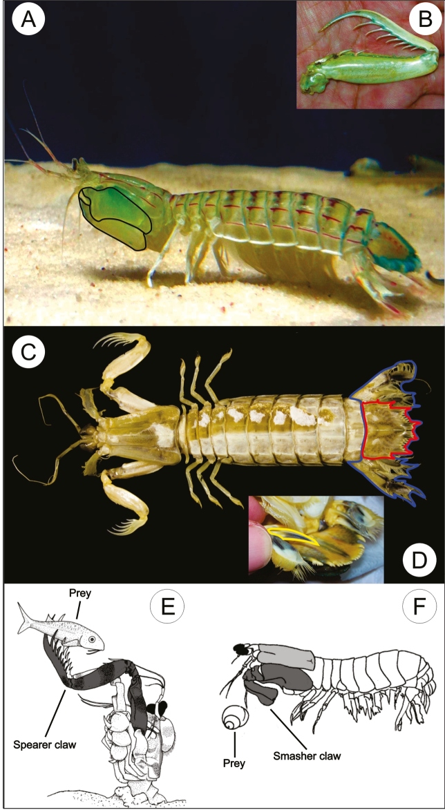 Injuries in humans caused by mantis shrimp or siriboia (Crustacea ...