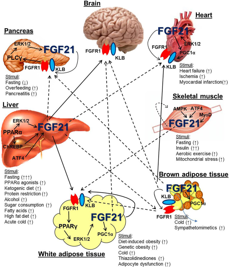 Figure 1