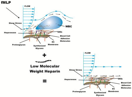 graphic file with name nihms864858u1.jpg