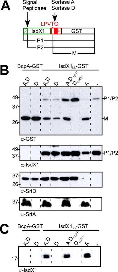 FIGURE 1.