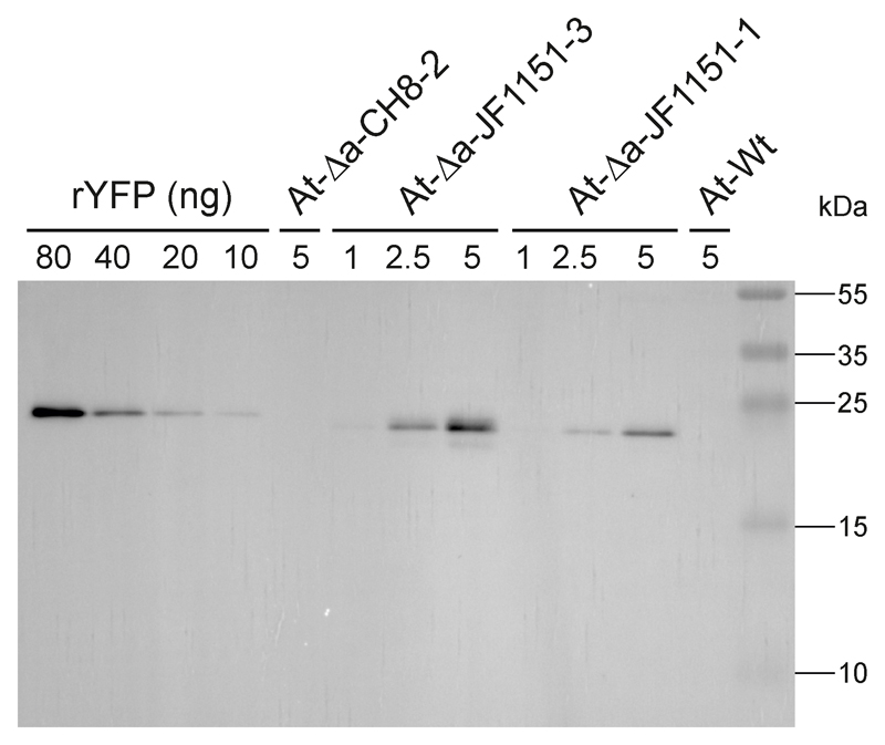 Fig. 5