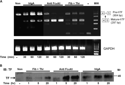 Fig. 5.