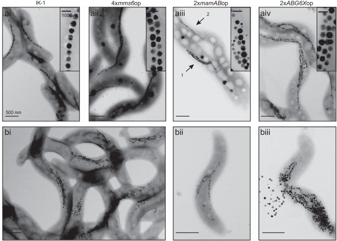 FIG 3