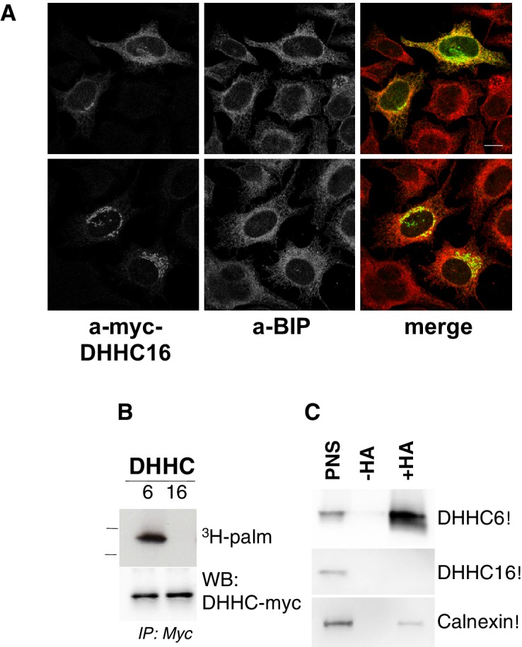 Figure 2—figure supplement 2.