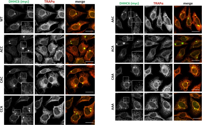 Figure 4—figure supplement 1.