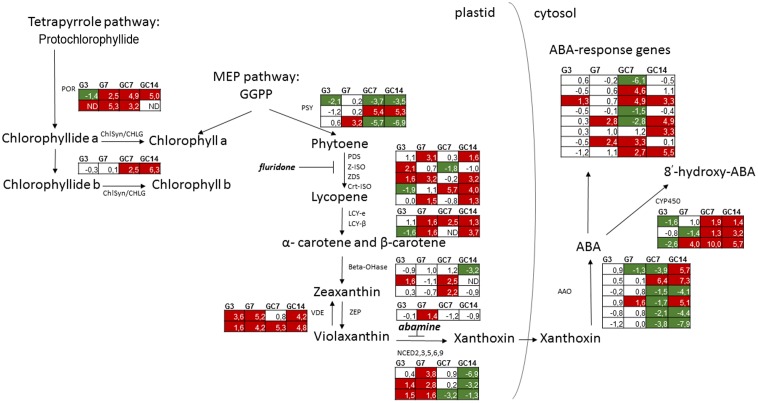 FIGURE 1