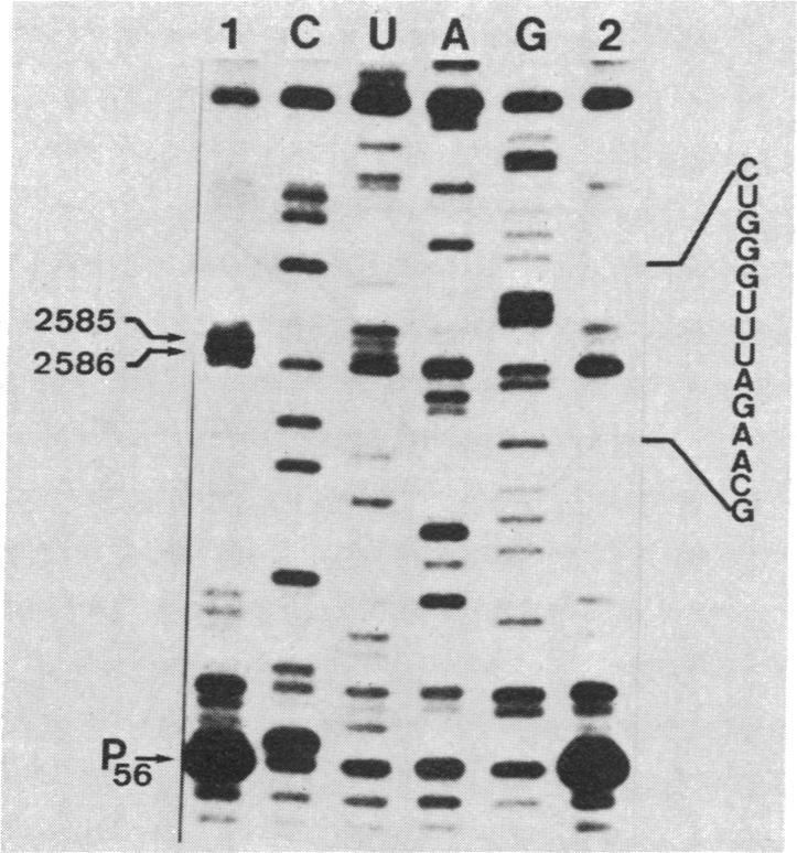 graphic file with name pnas00613-0009-a.jpg