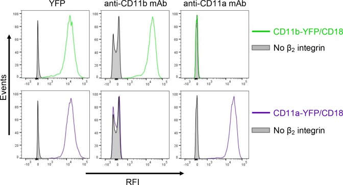 Figure 9—figure supplement 1.