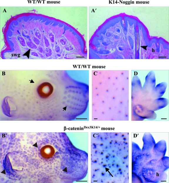 Fig. 5