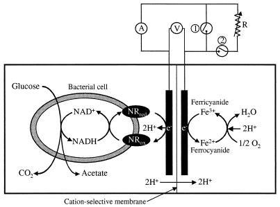 FIG. 1