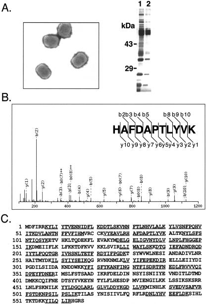 FIG.1.